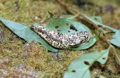 Urocyclidae