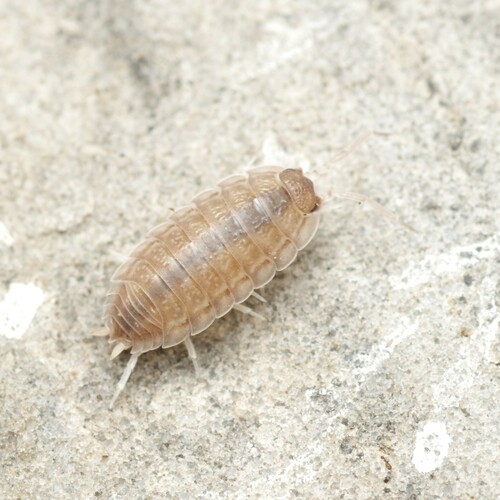 Porcellio violaceus