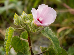 Hibiscus striatus