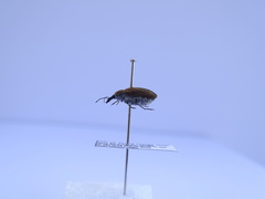 Mycterus curculioides