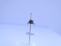 Mycterus curculioides