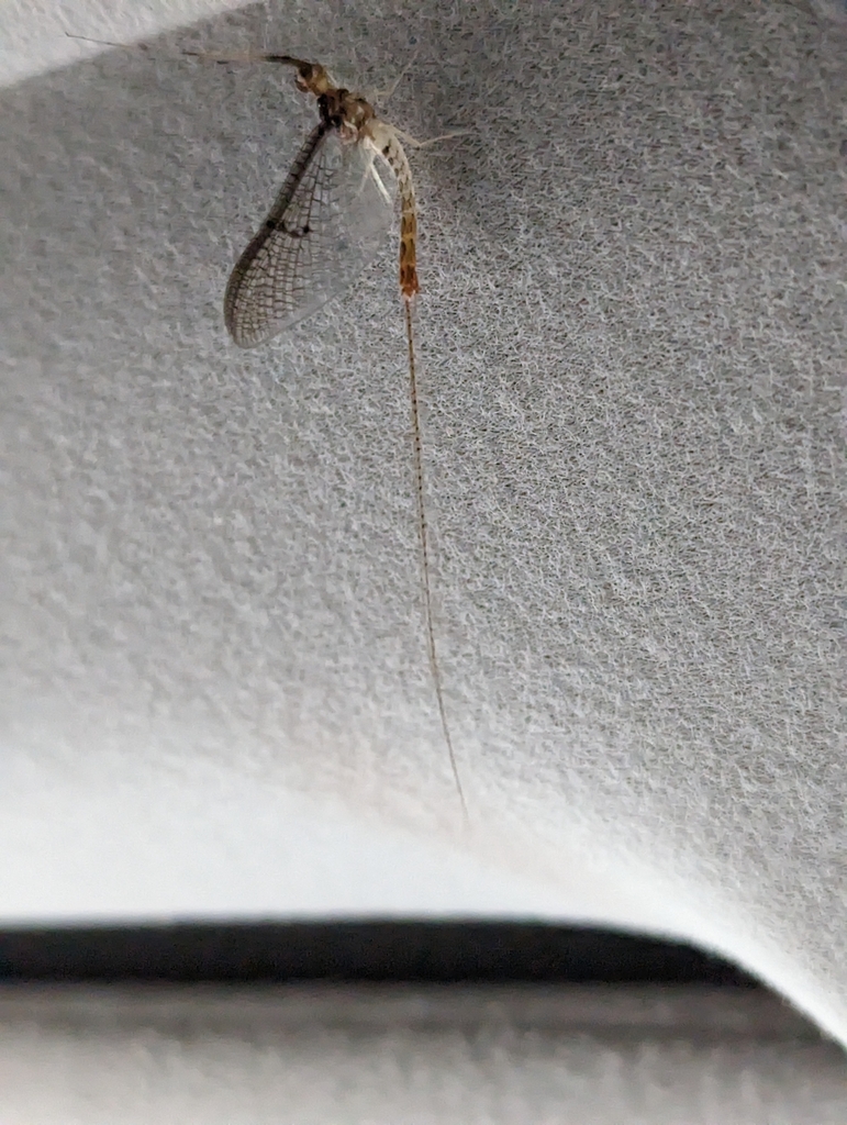 Ephemera blanda