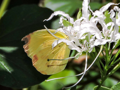 Pyrisitia dina westwoodi