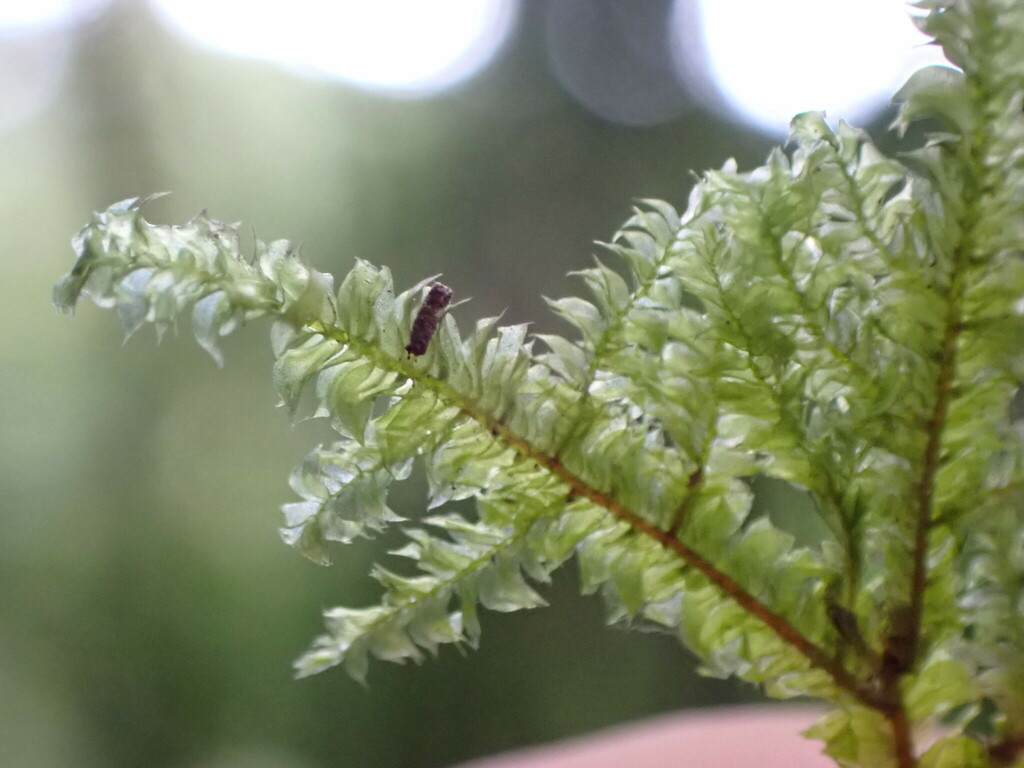 Isodrepanium