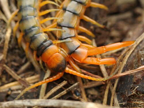 Photo of Mediterranean Banded Centipede