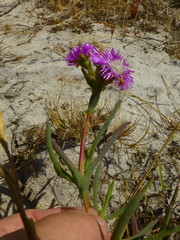Ruschia tecta