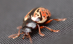 Calligrapha spiraeae