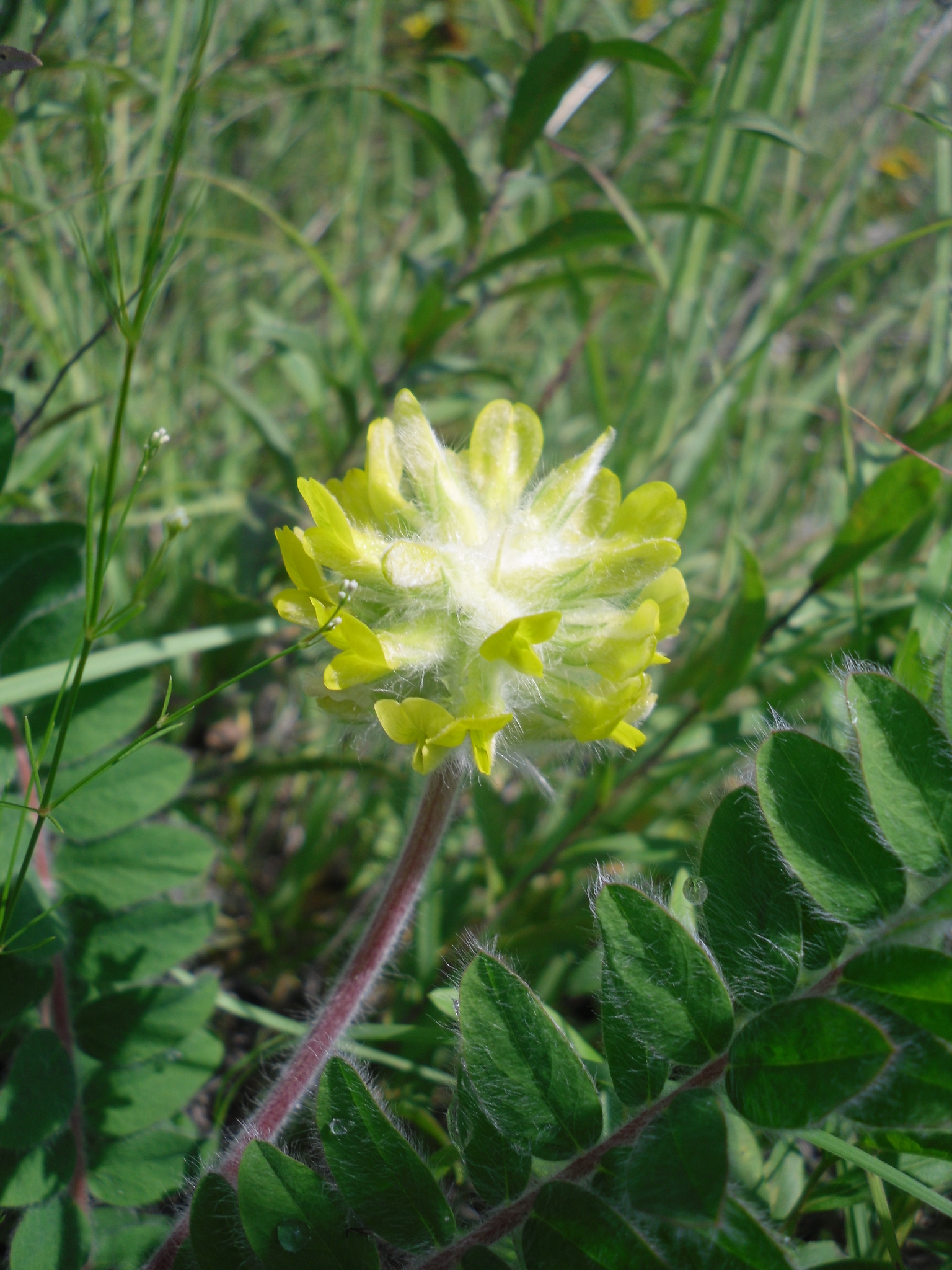 Astragalus dasyanthus