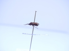 Horistus orientalis