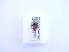 Horistus orientalis