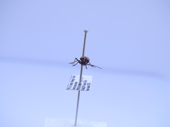Horistus orientalis