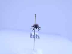 Trichodes octopunctatus