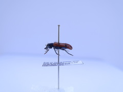 Trichodes octopunctatus