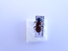 Trichodes octopunctatus