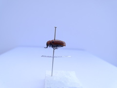 Tituboea sexmaculata