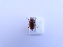 Tituboea sexmaculata