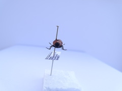 Tituboea sexmaculata