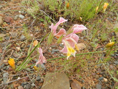 Gladiolus virescens