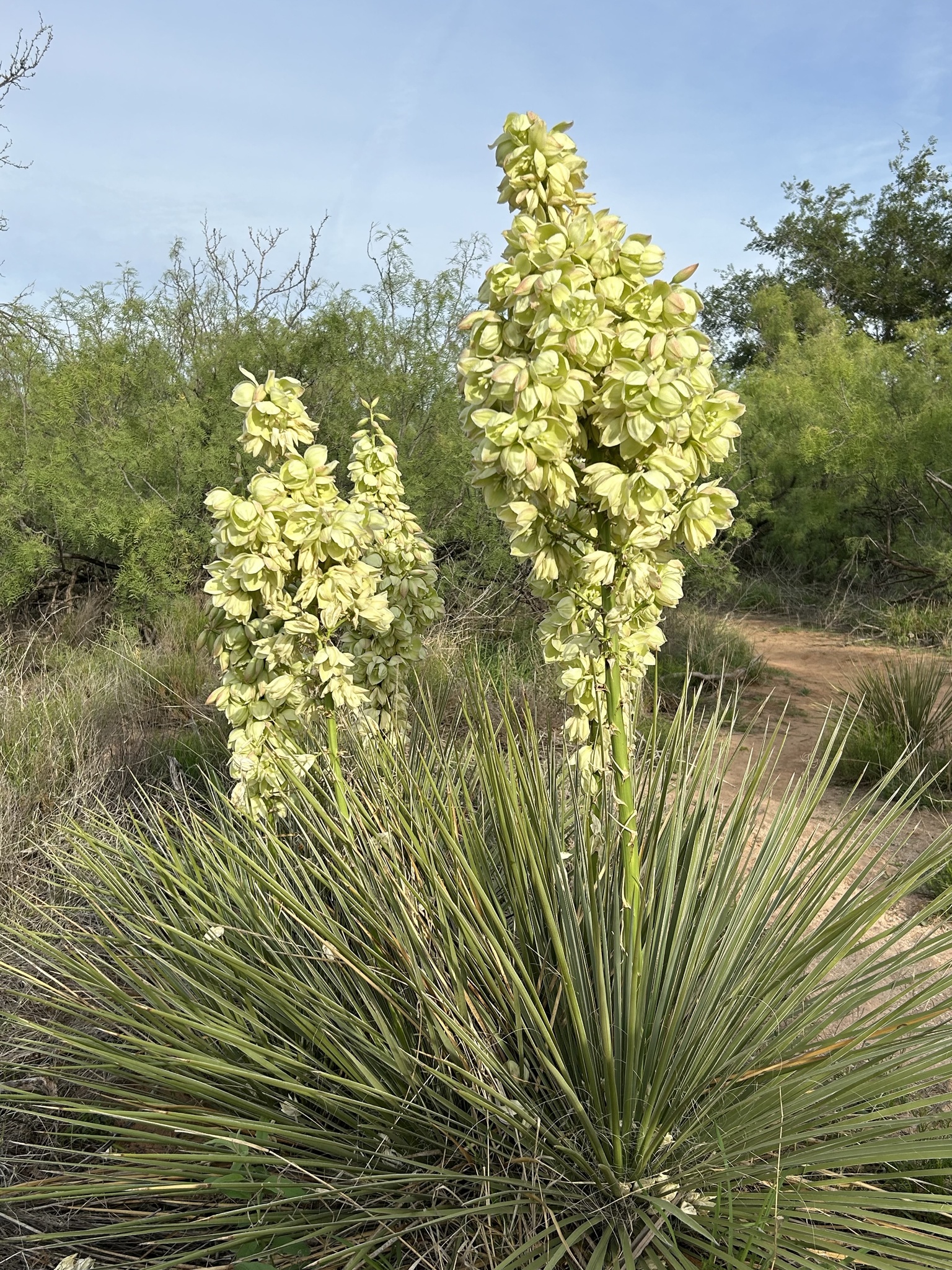 Plains Yucca (Yucca campestris) · iNaturalist
