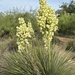 Yucca campestris - Photo (c) KenRust, μερικά δικαιώματα διατηρούνται (CC BY-NC), uploaded by KenRust