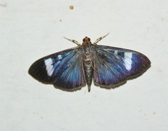 Erilusa leucoplagalis