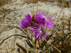 Ruschia tecta