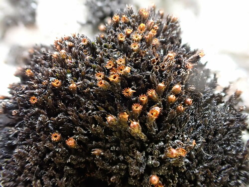 Schistidium brunnescens observed 2023-06-04