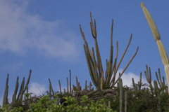 Cereus repandus