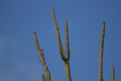 Cereus repandus