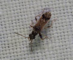 Pseudopachybrachius guttus