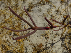 Ruschia tecta