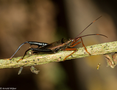 Notobitus sexguttatus