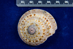 Architectonica nobilis
