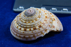 Architectonica nobilis