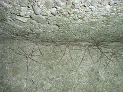 Leiobunum religiosum