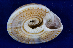 Architectonica nobilis