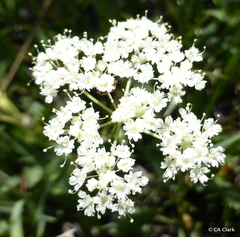 Perideridia lemmonii