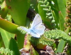 Icaricia icarioides parapheres