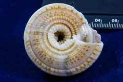 Architectonica nobilis