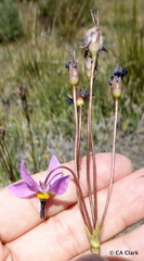 Primula tetrandra