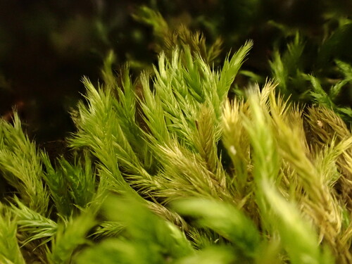 Homalothecium philippeanum observed 2023-06-04