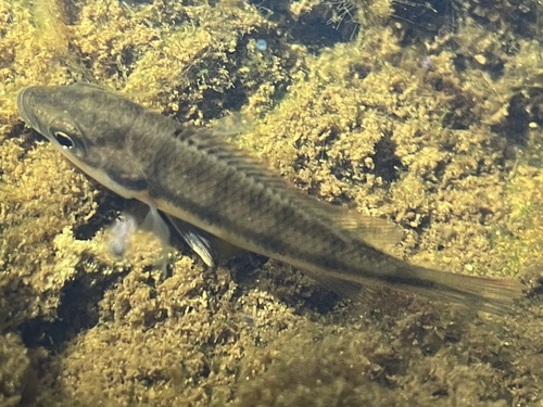 Banded jewelfish (Hemichromis elongatus) — Cichlidae — 4