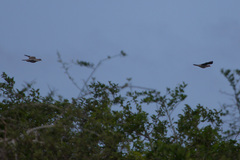 Patagioenas corensis