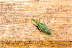 Melicharoptera rostrata