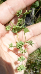 Thalictrum sparsiflorum