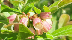 Vaccinium myrtilloides image