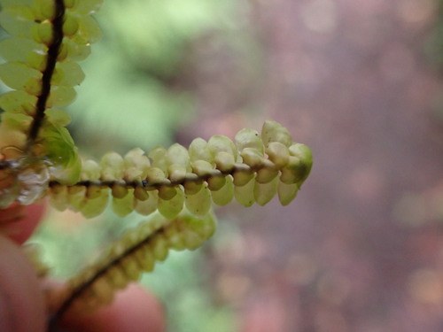 Scapania portoricensis
