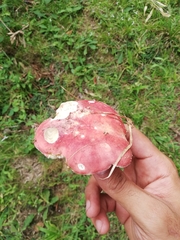 Russula