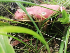Russula