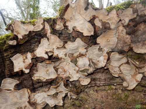 Xylobolus subpileatus (Berk. & M.A.Curtis) Boidin